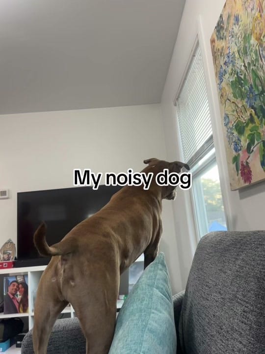 Post 4 by S Velez on TikTok (video)
