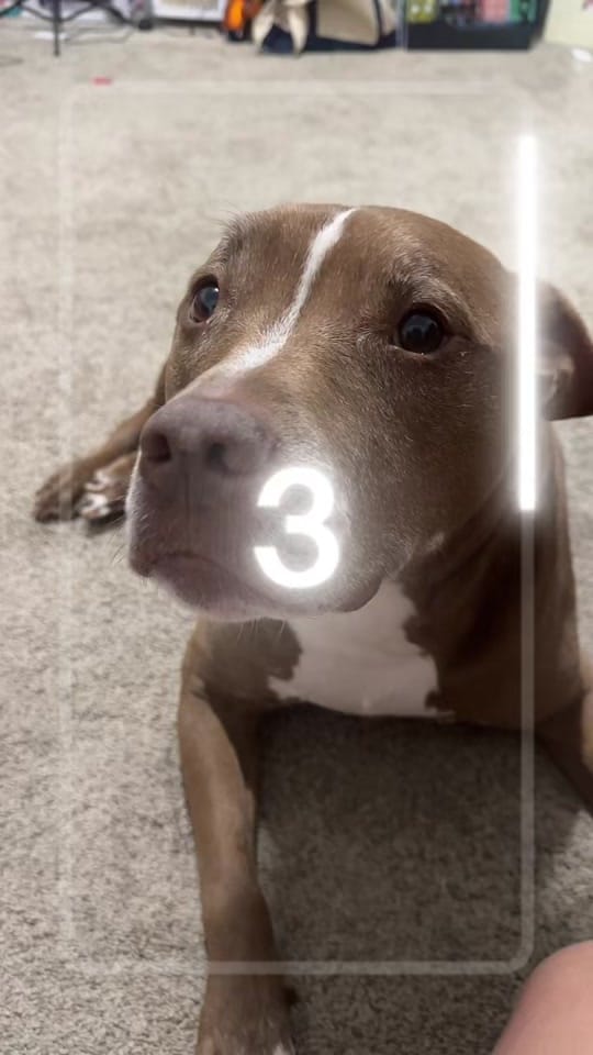 Post 2 by S Velez on TikTok (video)