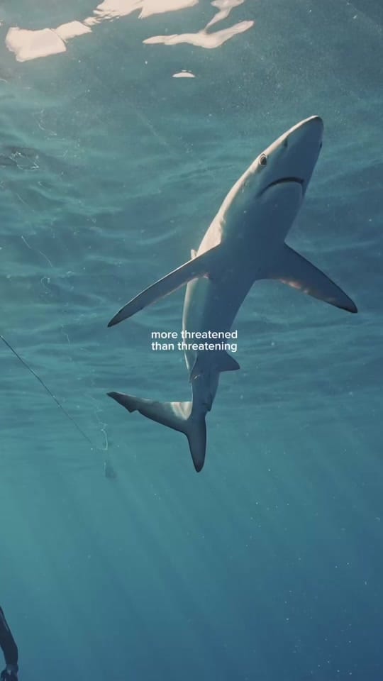 Post 5 by Katie O :) on TikTok (video)