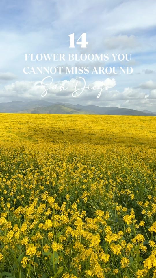Post 4 by Talia | Travel & Lifestyle on TikTok (video)