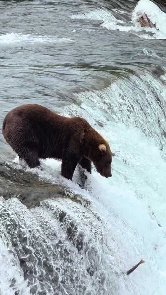 Post 8 by beebopadventures on TikTok (video)