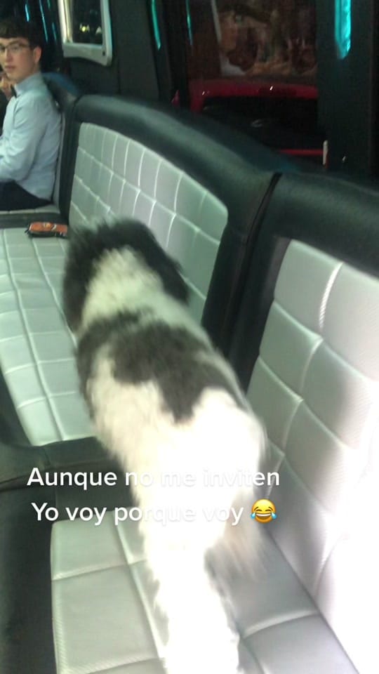 Post 10 by Lupita Alvarado Photography on TikTok (video)