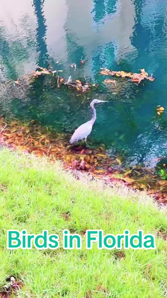 Post 1 by Anna💞🇺🇸🌟 on TikTok (video)