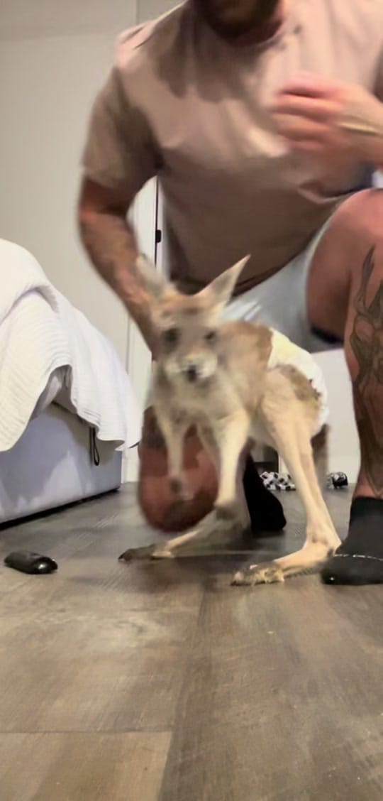Post 9 by ron_stamos on TikTok (video)