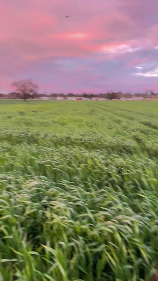 Post 6 by Wildspotted on TikTok (video)