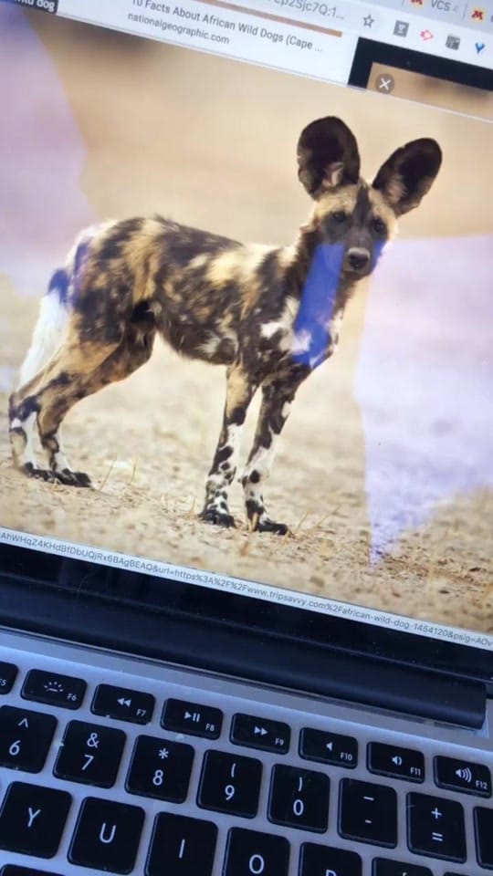 Post 10 by Wildspotted on TikTok (video)