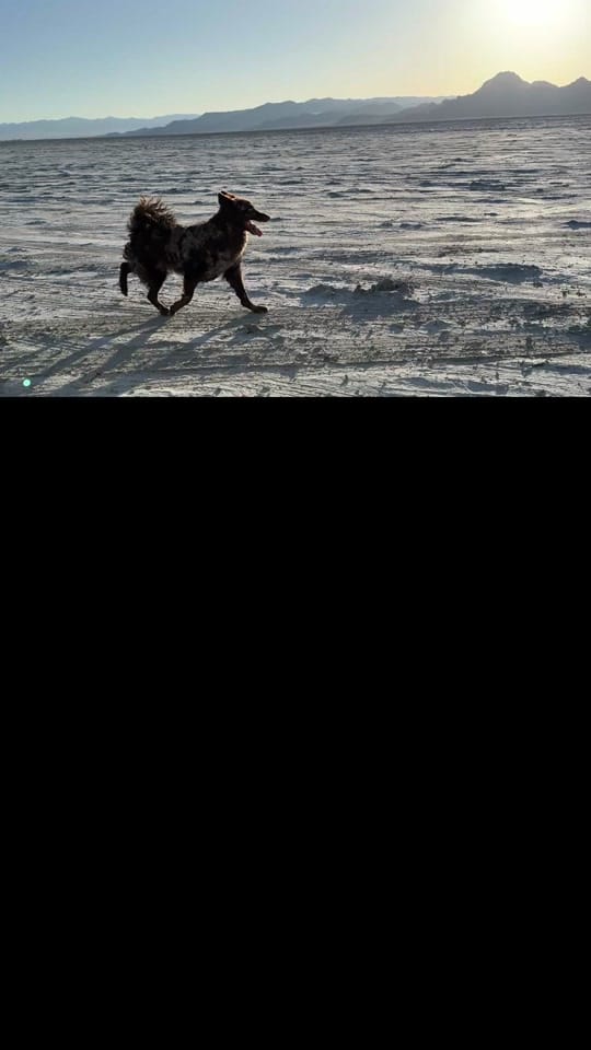 Post 3 by Wildspotted on TikTok (video)