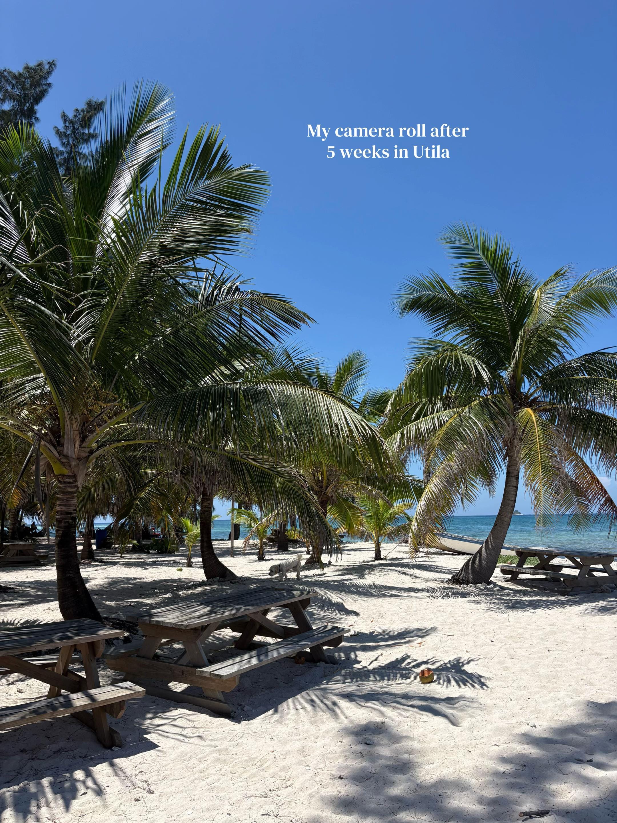 Post 1 by Tash | Divemaster training 🤿 on TikTok (video)