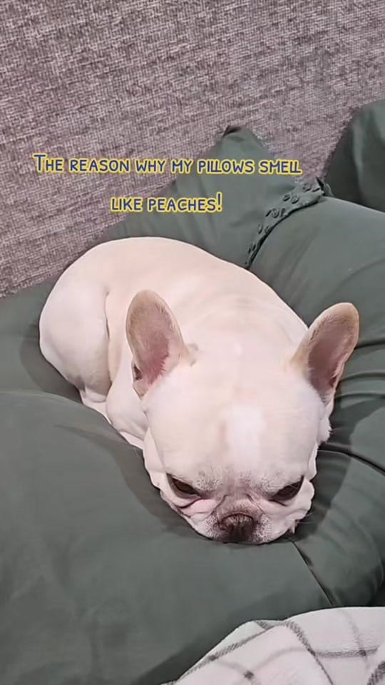 Post 5 by Raginald Paz on TikTok (video)
