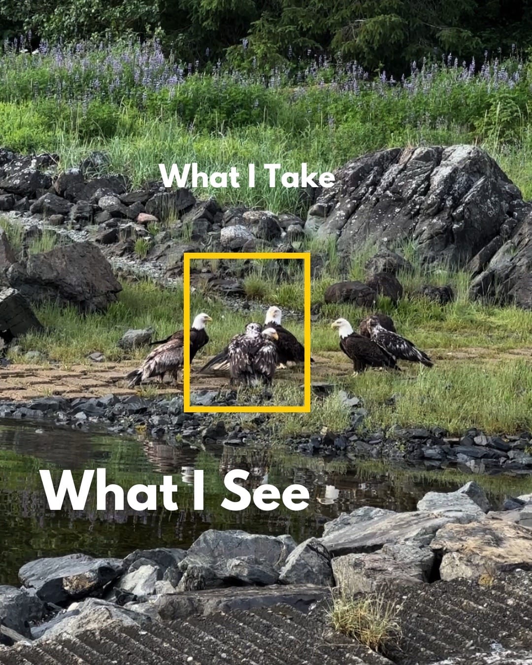 Post 4 by kayla ❁ wildlife girl on TikTok (video)