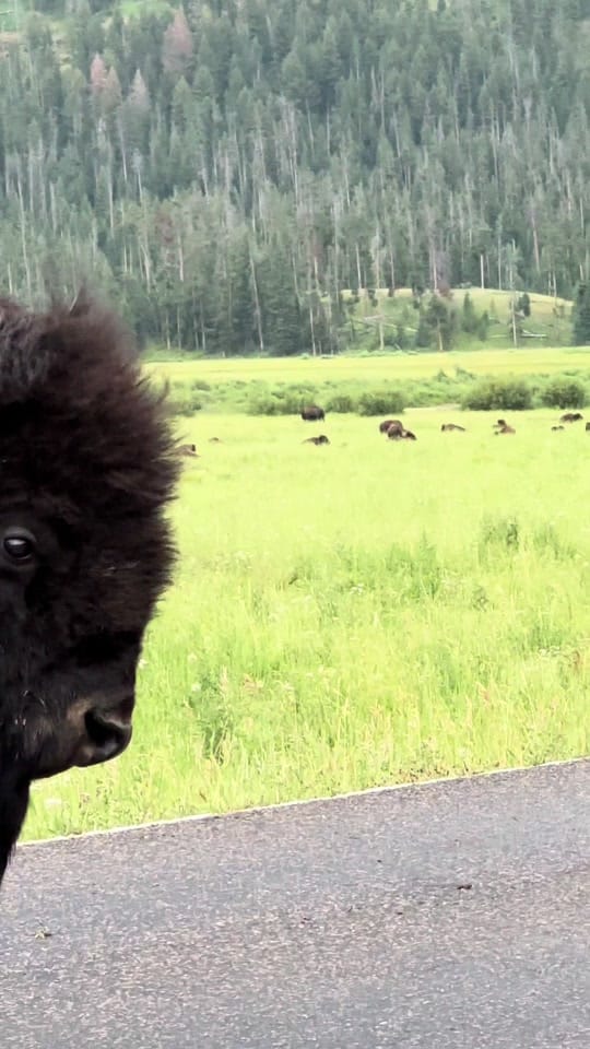 Post 10 by Montana’s Yellowstone Critters on TikTok (video)