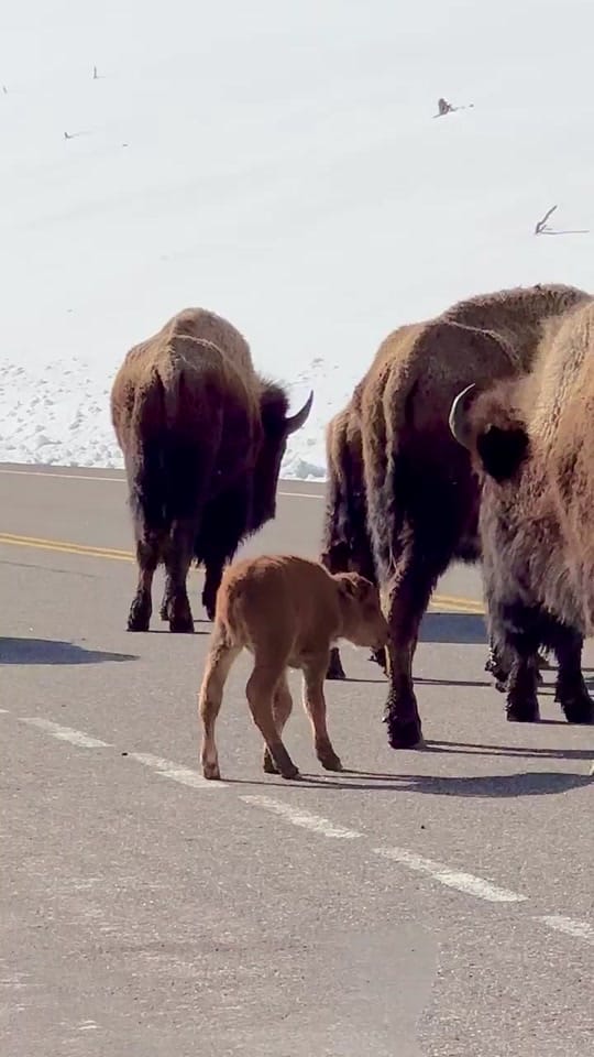 Post 8 by Montana’s Yellowstone Critters on TikTok (video)