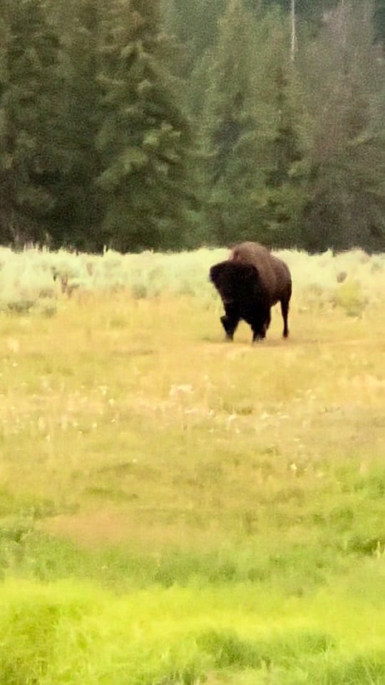 Post 3 by Montana’s Yellowstone Critters on TikTok (video)