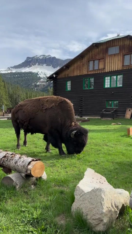 Post 2 by Montana’s Yellowstone Critters on TikTok (video)
