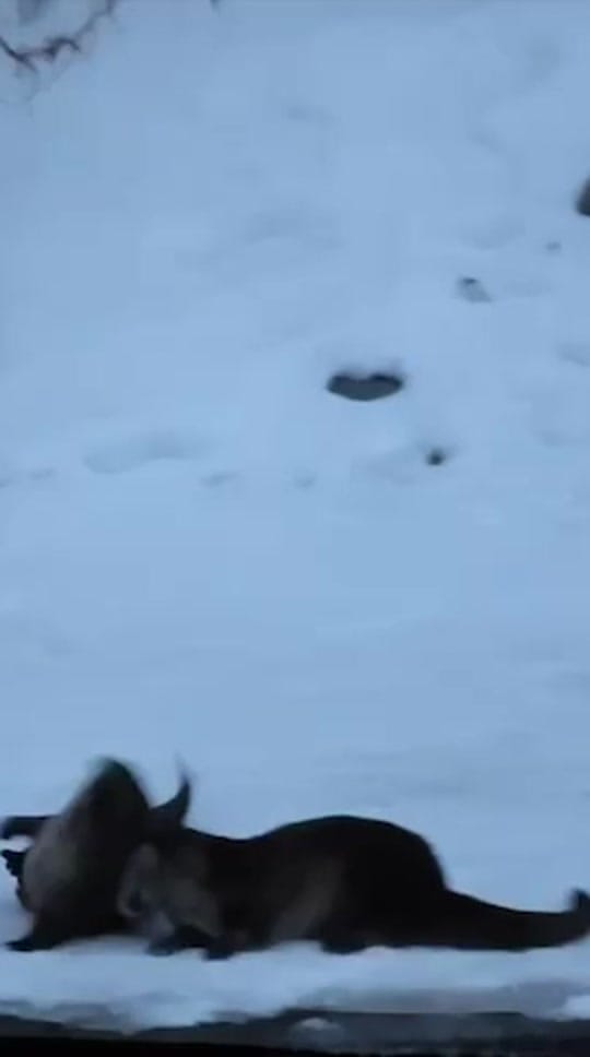 Post 6 by Montana’s Yellowstone Critters on TikTok (video)