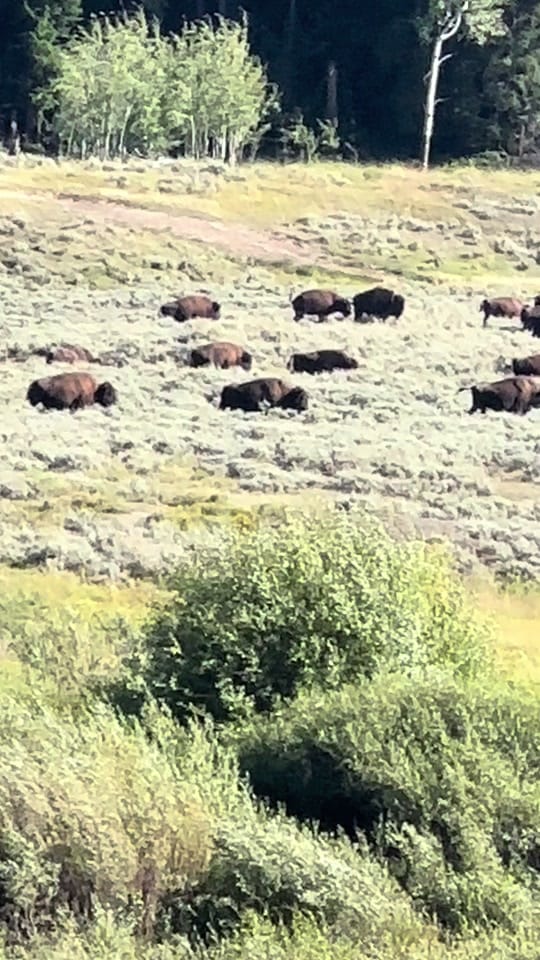 Post 7 by Montana’s Yellowstone Critters on TikTok (video)