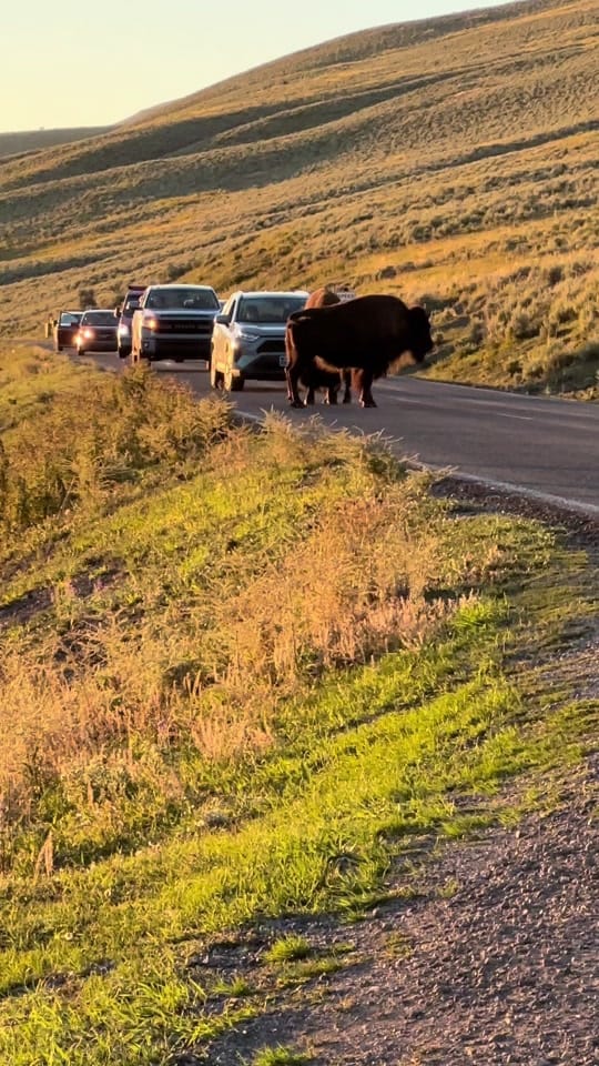 Post 5 by Montana’s Yellowstone Critters on TikTok (video)