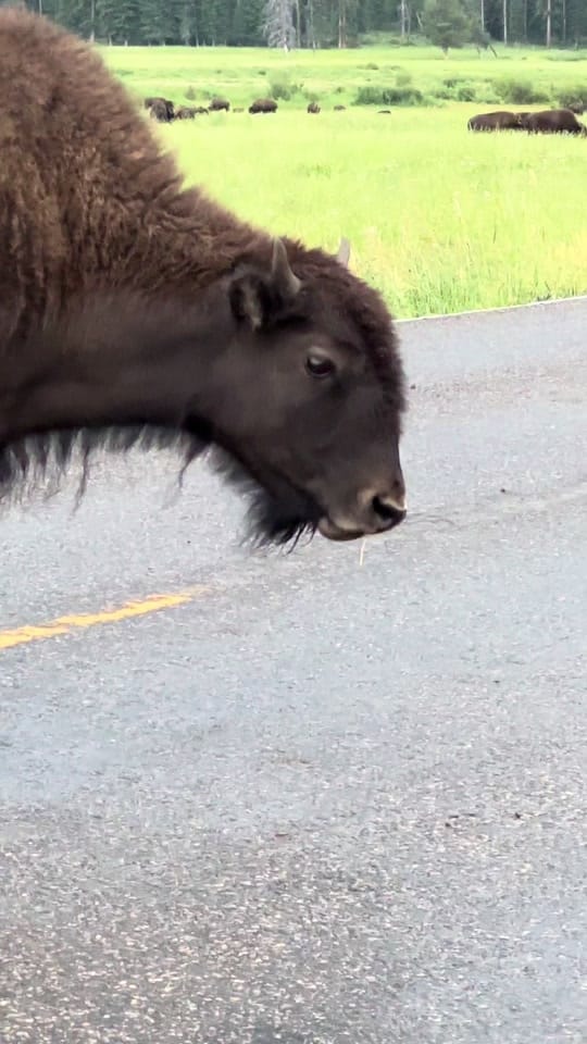 Post 4 by Montana’s Yellowstone Critters on TikTok (video)