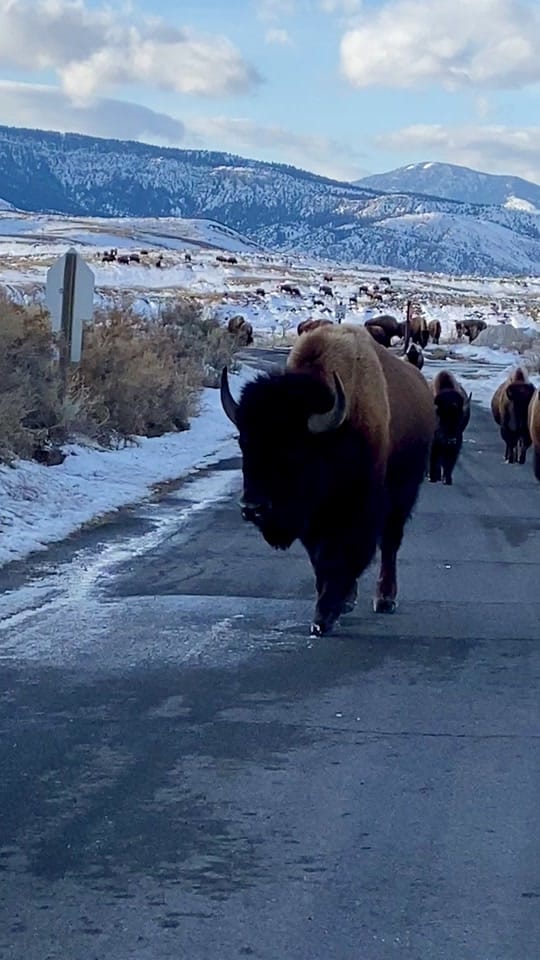 Post 1 by Montana’s Yellowstone Critters on TikTok (video)