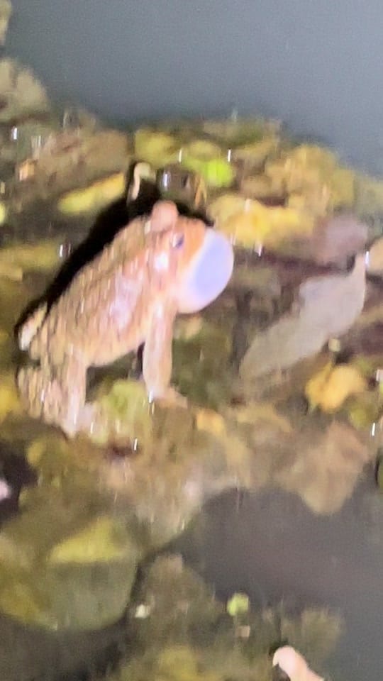 Post 6 by Stan Lake on TikTok (video)