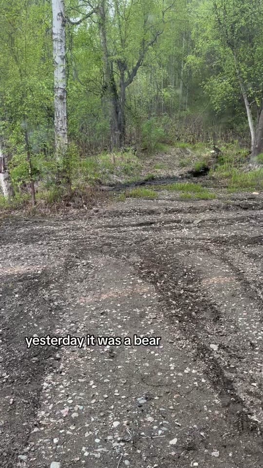 Post 5 by Cherry in Alaska on TikTok (video)