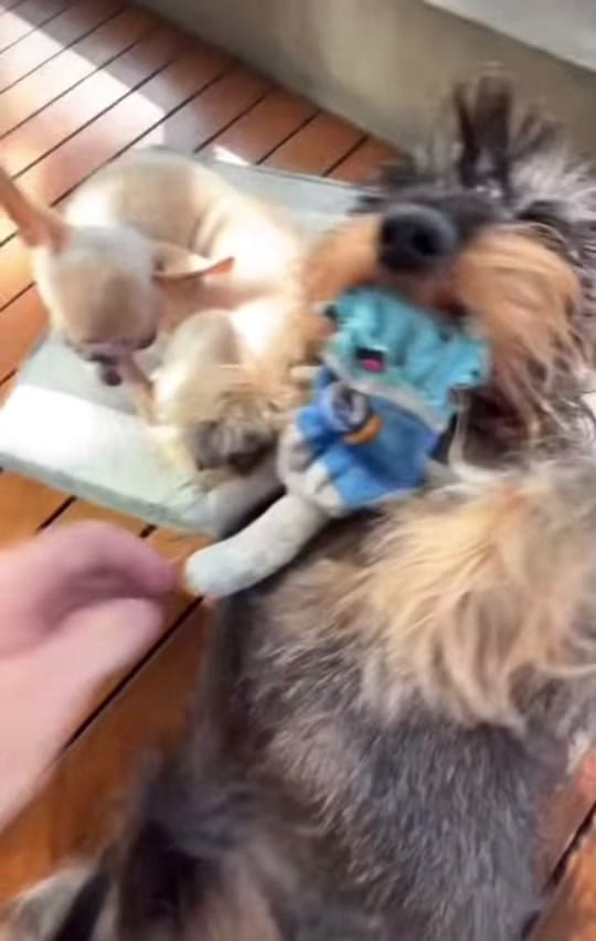 Post 2 by Joe  Randallo on TikTok (video)