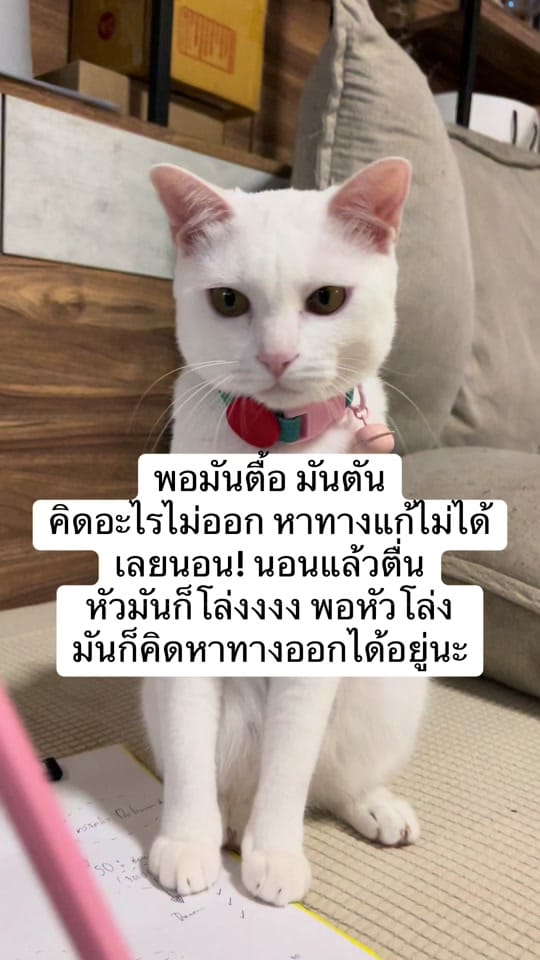 Post 5 by #เพียว ที่แปลว่าบริสุทธิ์อ่ะ on TikTok (video)