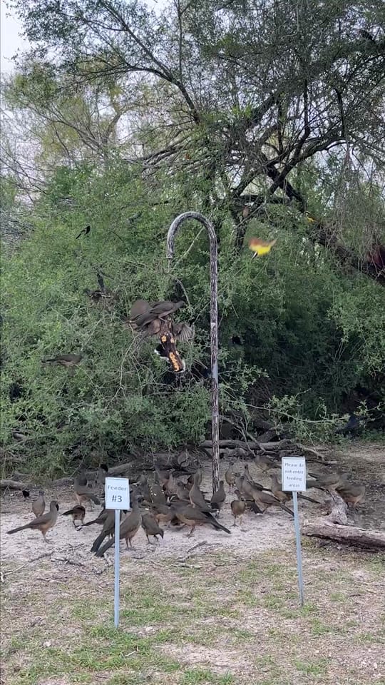 Post 8 by Brian Genge on TikTok (video)