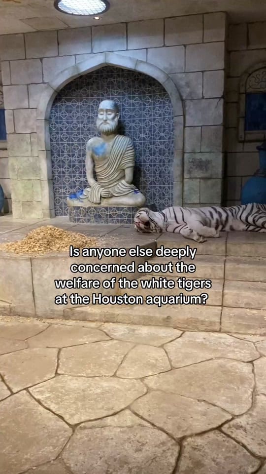 Post 10 by Houston Adventures with Kids on TikTok (video)