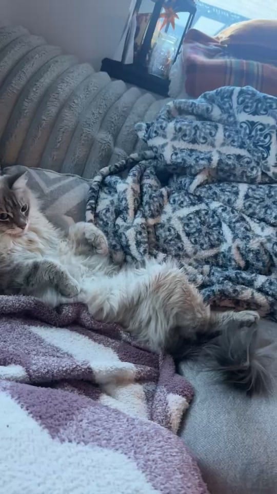 Post 5 by Dustin Kennedy on TikTok (video)