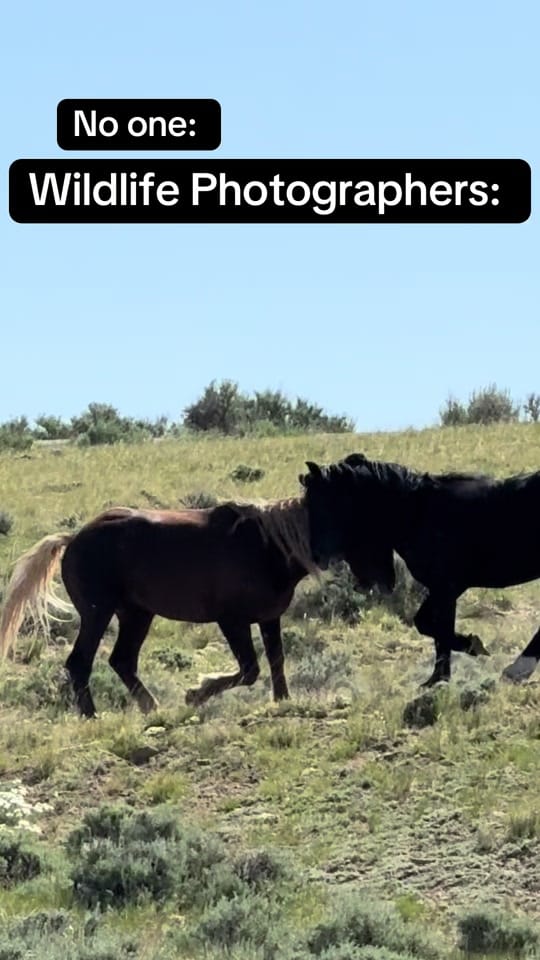 Post 2 by Lane Equine Photography on TikTok (video)