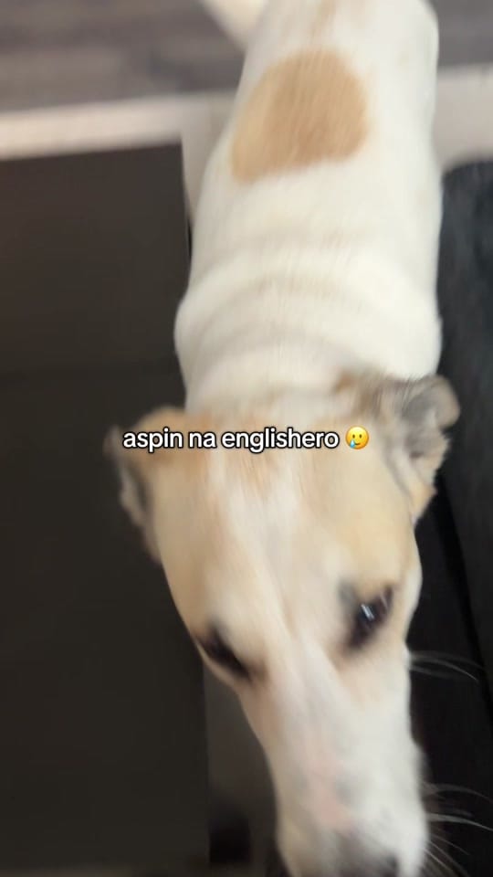 Post 5 by Maureen Remigio on TikTok (video)
