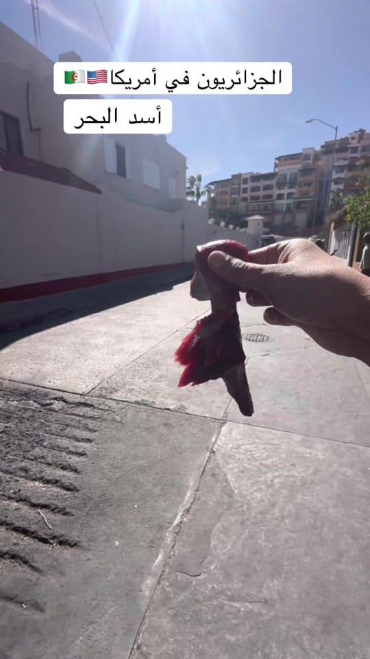 Post 8 by Hakim California on TikTok (video)