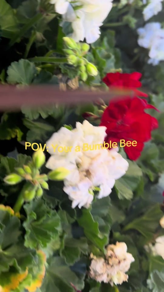 Post 3 by KphoenixTikTokin on TikTok (video)