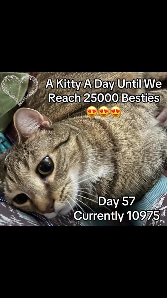 Post 5 by CoolKittyGirl76 on TikTok (video)