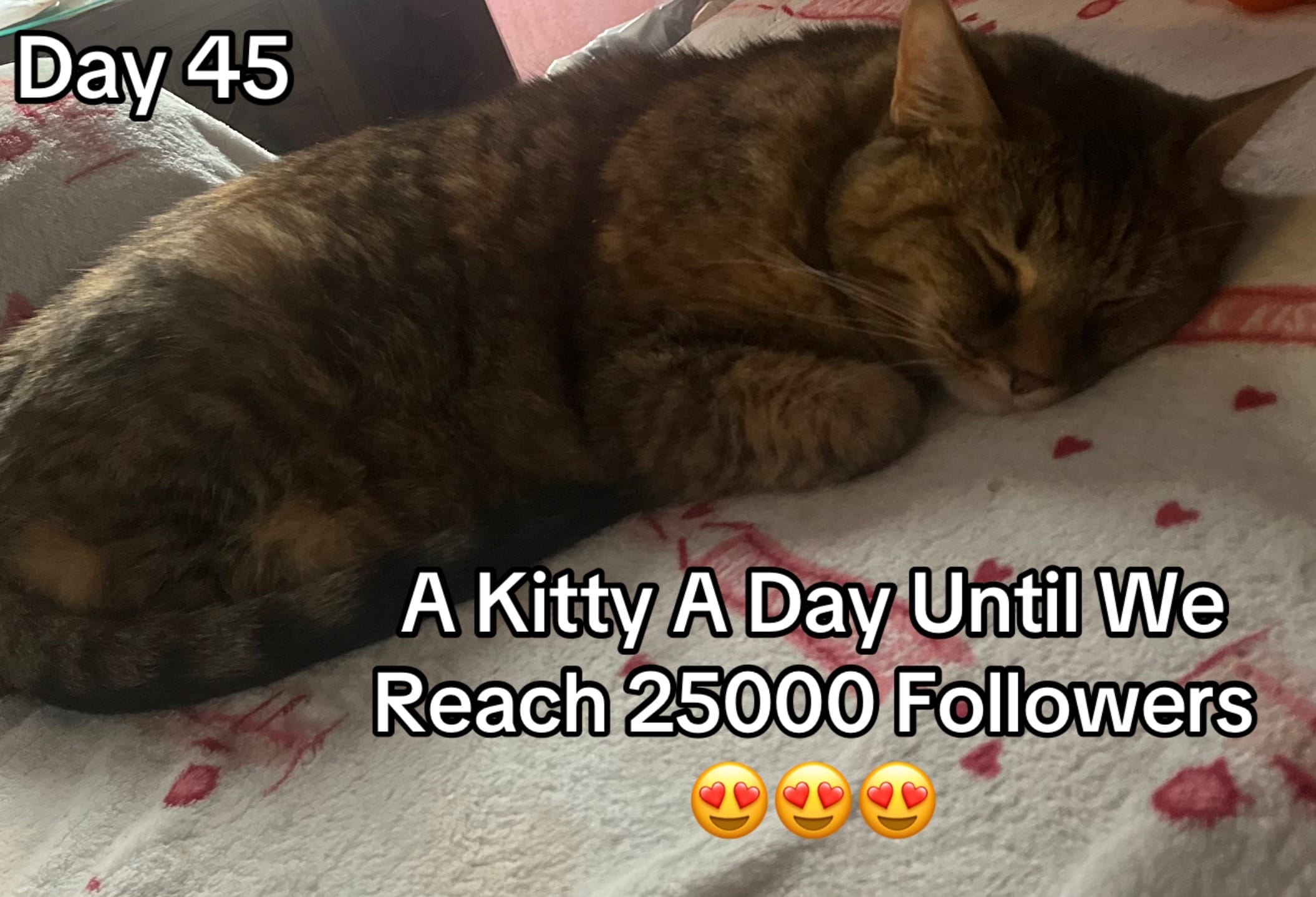Post 9 by CoolKittyGirl76 on TikTok (video)