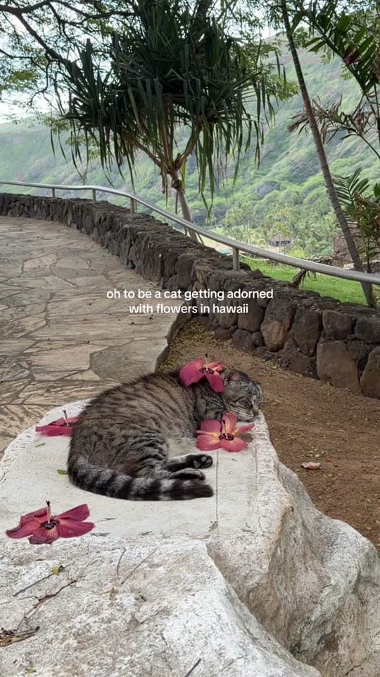 Post 4 by Beth Mikeska on TikTok (video)