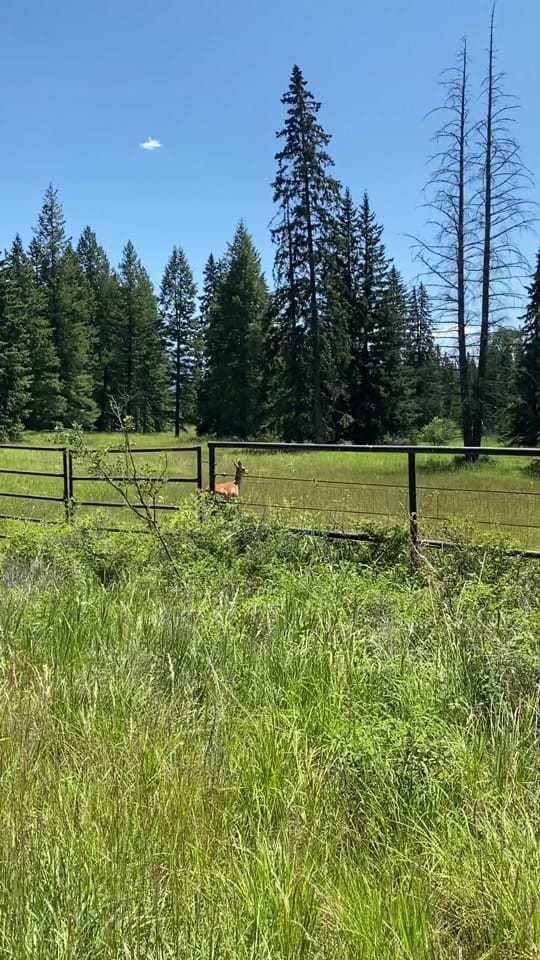 Post 9 by Lindsey Browning on TikTok (video)