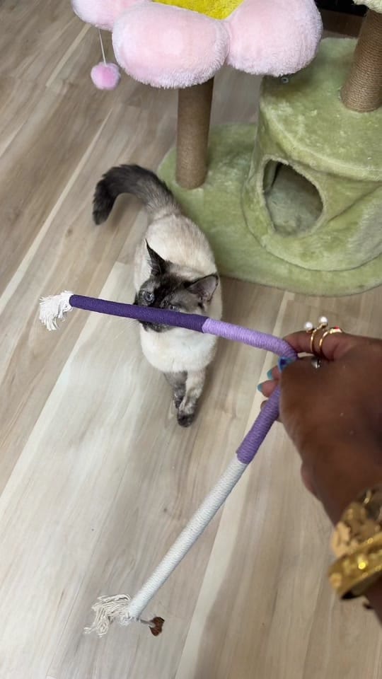 Post 5 by steph kou 🎀 on TikTok (video)