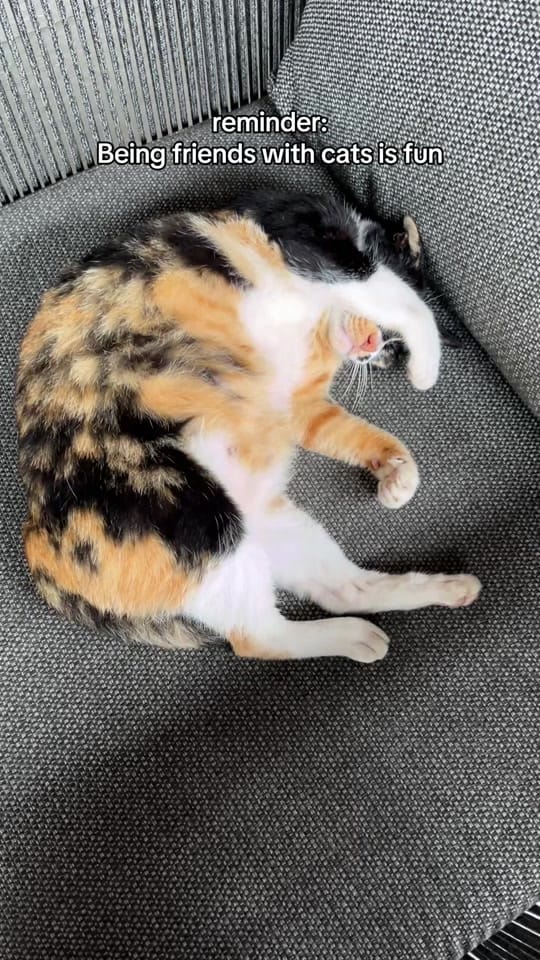 Post 2 by Nova Y. on TikTok (video)