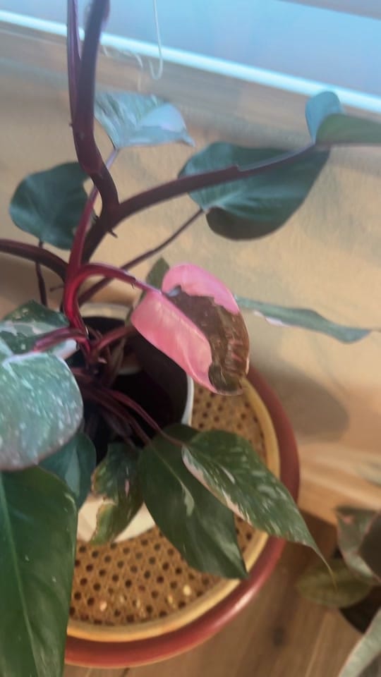 Post 8 by Anna Louise on TikTok (video)