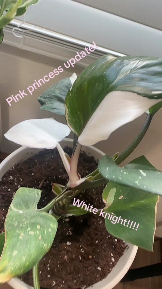Post 3 by Anna Louise on TikTok (video)