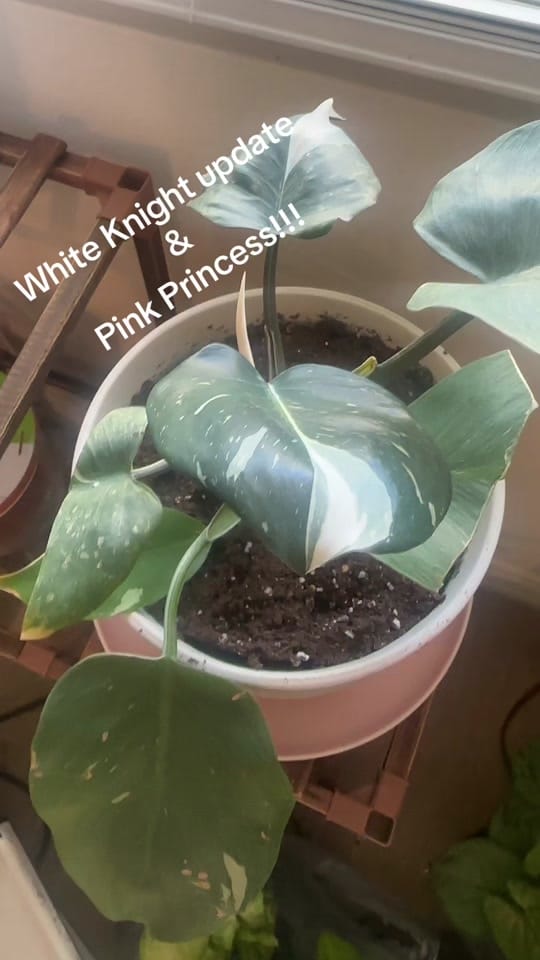 Post 10 by Anna Louise on TikTok (video)