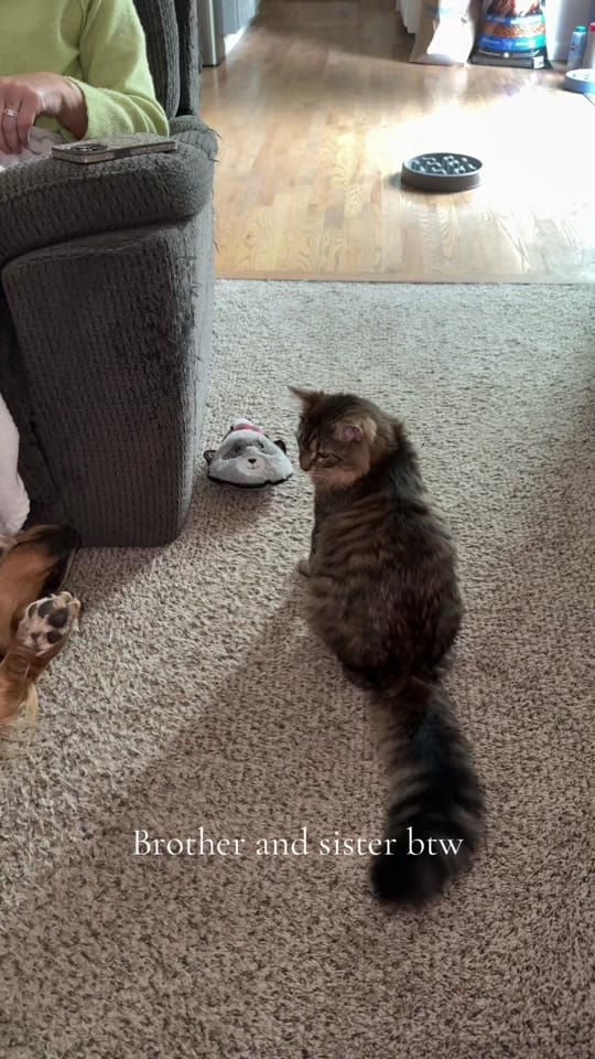 Post 1 by Liv (: on TikTok (video)