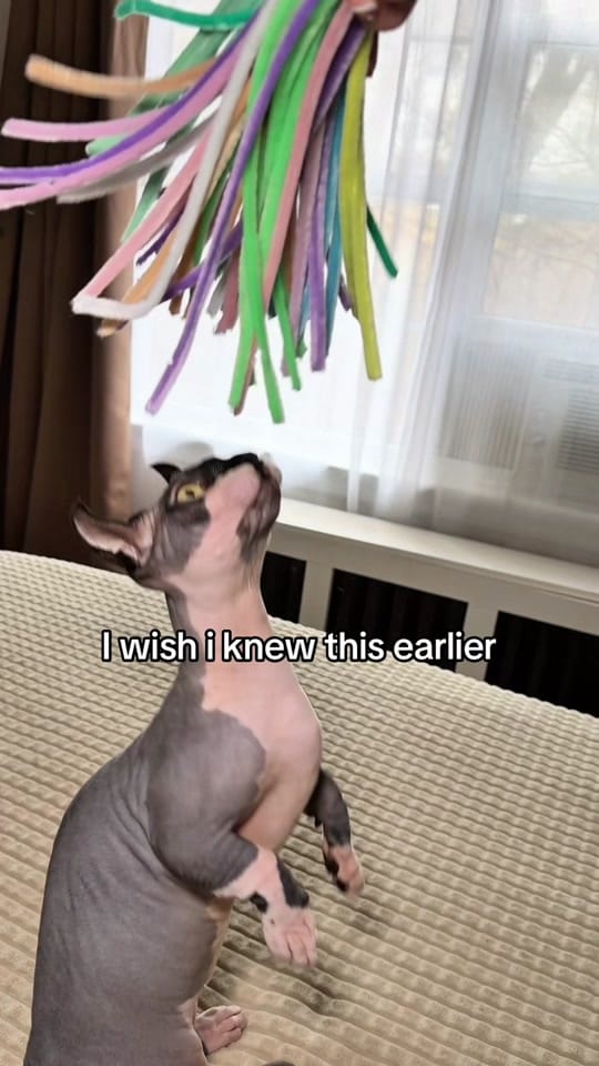 Post 9 by TanyDemo on TikTok (video)