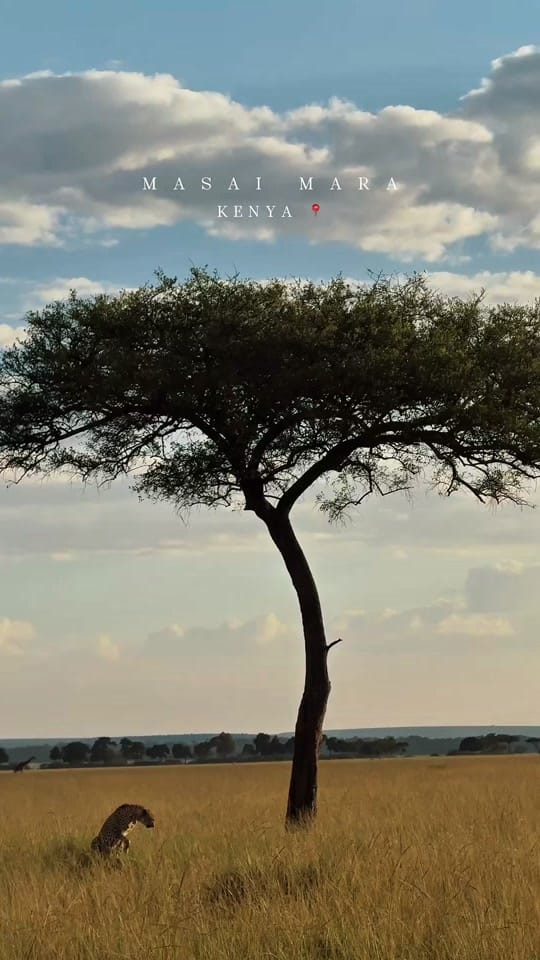 Post 4 by Chicago Wedding Photographer on TikTok (video)