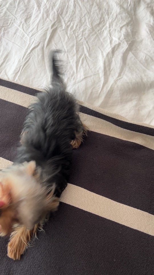 Post 4 by chantaltru on TikTok (video)