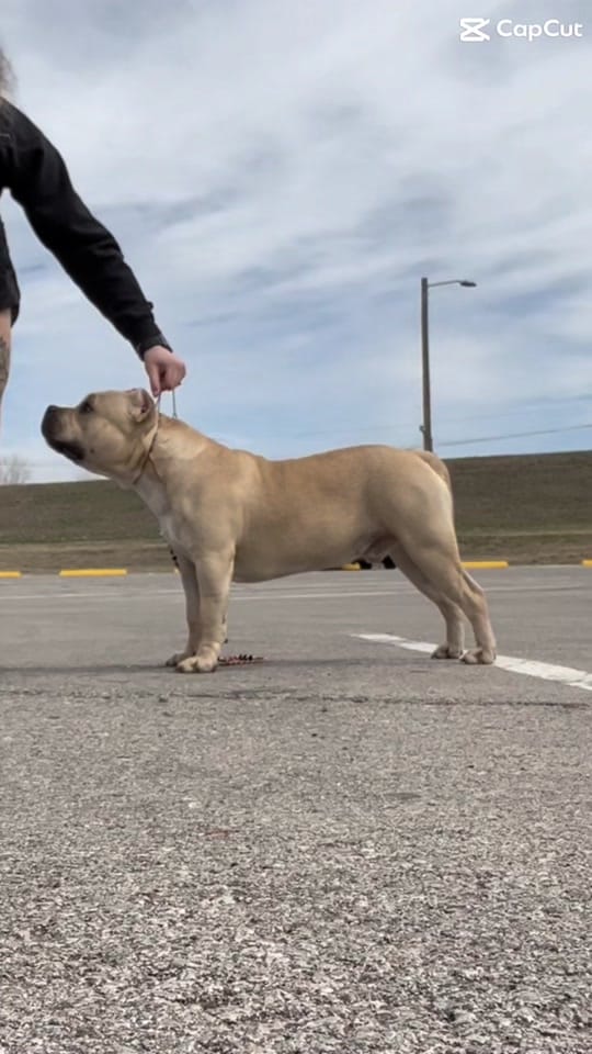 Post 3 by Selectively Produced Bullies on TikTok (video)