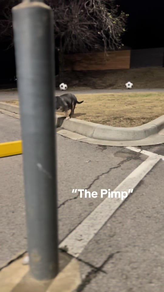 Post 1 by Selectively Produced Bullies on TikTok (video)