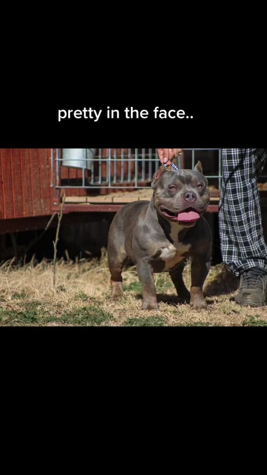 Post 9 by Selectively Produced Bullies on TikTok (video)